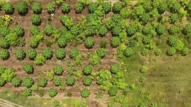 INDE : UNE RÉGION DU SUD FAIT LE PARI D’UNE AGRICULTURE 100% VERTUEUSE